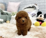 Small Photo #1 Poodle (Toy) Puppy For Sale in CHICAGO, IL, USA