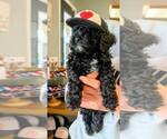 Small #2 Goldendoodle mix (+ Poodle Miniature)
