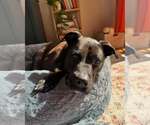 Small #7 American Pit Bull Terrier-Labrador Retriever Mix