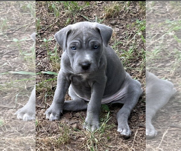 Medium Photo #3 Mutt Puppy For Sale in Rockaway, NJ, USA