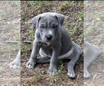 Small #2 Mutt