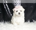 Puppy Sapphire AKC Maltese