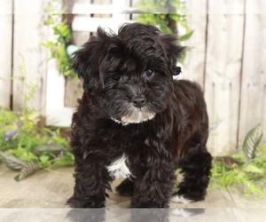Yo-Chon Puppy for sale in MOUNT VERNON, OH, USA