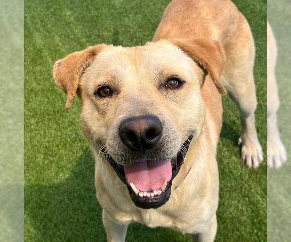 Medium Photo #18 Labrador Retriever-Unknown Mix Puppy For Sale in San Diego, CA, USA