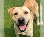 Small #17 Labrador Retriever Mix
