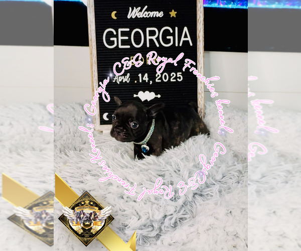 Medium Photo #3 French Bulldog Puppy For Sale in ATHENS, GA, USA