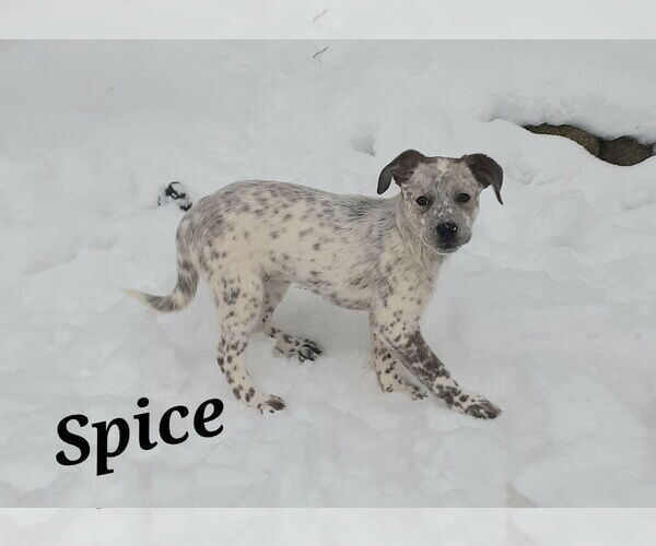 Medium Photo #6 Mutt Puppy For Sale in Garden City, NY, USA