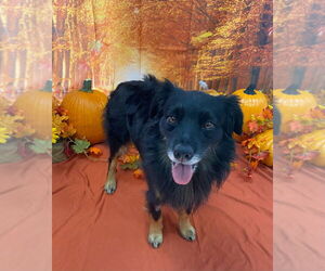 Australian Shepherd Dogs for adoption in Bryant, AR, USA