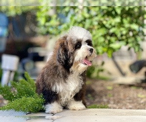 Cavanese Puppy for sale in HOUSTON, TX, USA