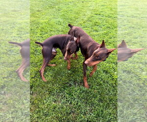 Atlas aka Doby Foster Needed!! - Male Doberman Pinscher Dog for Adoption - Photo #13