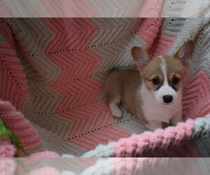 Pembroke Welsh Corgi Puppy for sale in SACRAMENTO, CA, USA