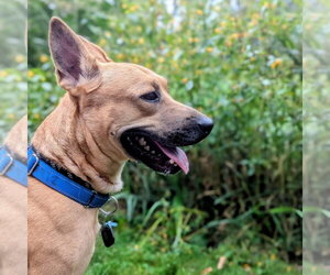 Moshe - Male Mutt Dog for Adoption - Photo #2
