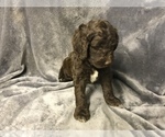 Small Photo #26 English Setterdoodle Puppy For Sale in CHETEK, WI, USA