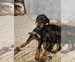 Small #12 Doberman Pinscher