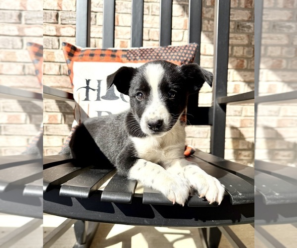 Medium Photo #25 Australian Cattle Dog-Border Collie Mix Puppy For Sale in GREENFIELD, IN, USA