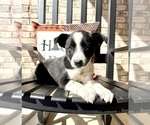 Small #1 Australian Cattle Dog-Border Collie Mix
