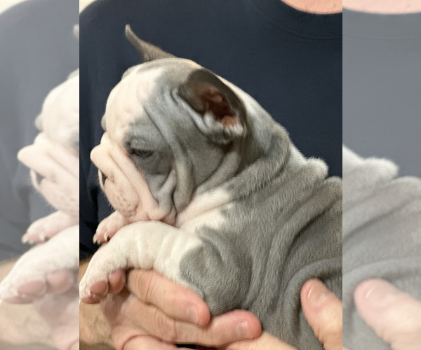 Medium Photo #2 French Bulldog Puppy For Sale in JUNCTION CITY, OR, USA