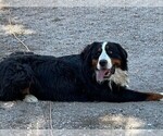 Small Photo #1 Bernedoodle Puppy For Sale in BLACK FOREST, CO, USA