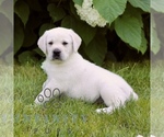 Small #2 Labrador Retriever