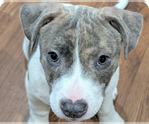 Mutt Dogs for adoption in San Ramon, CA, USA