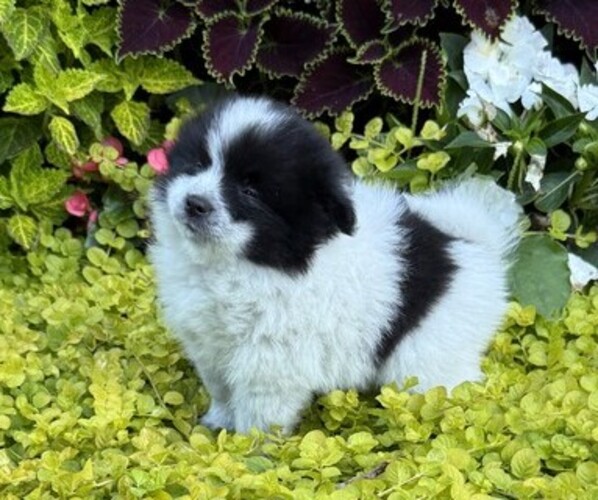 Medium Photo #7 Pomeranian Puppy For Sale in CURTISS, WI, USA