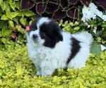 Small #6 Pomeranian