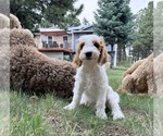 Small #15 Goldendoodle (Miniature)