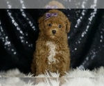 Puppy JASMINE Maltipoo