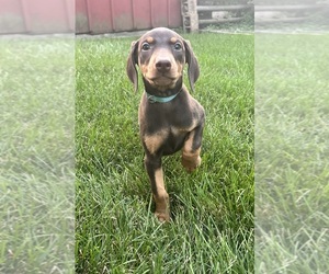 Doberman Pinscher Puppy for sale in OAK FOREST, IL, USA