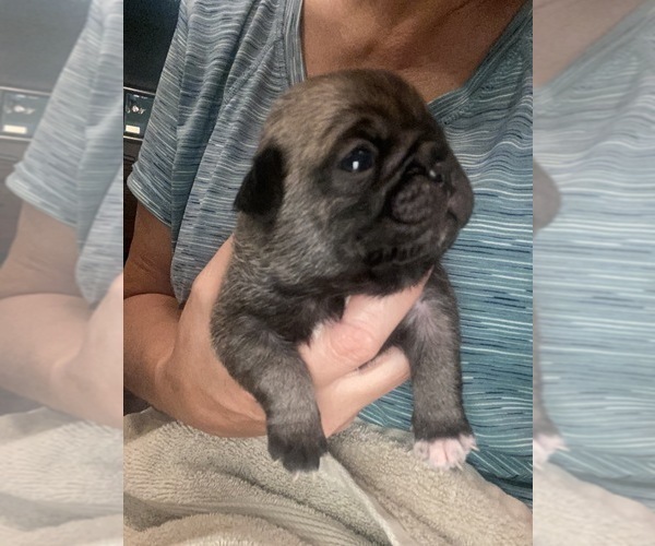 Medium Photo #1 Pug Puppy For Sale in HILLTOP LAKES, TX, USA