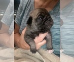 Small Photo #1 Pug Puppy For Sale in HILLTOP LAKES, TX, USA