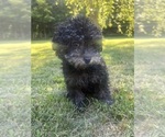 Small #18 Poodle (Miniature)