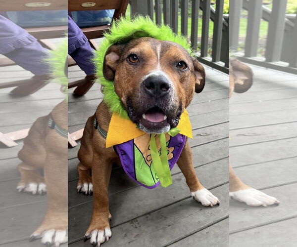 Medium Photo #35 American Pit Bull Terrier-Unknown Mix Puppy For Sale in Germantown, OH, USA