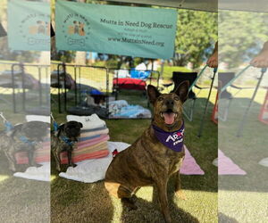 Elise - Female Holland Shepherd-Unknown Mix Dog for Adoption - Photo #4