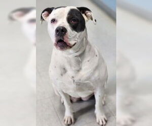 American Pit Bull Terrier-Unknown Mix Dogs for adoption in Evansville, IN, USA