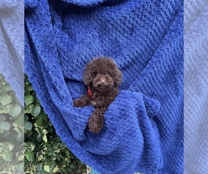 Poodle (Toy) Puppy for sale in JEFFERSONVILLE, IN, USA