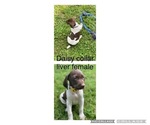 Small Photo #2 German Shorthaired Pointer Puppy For Sale in PLEASANT LAKE, IN, USA