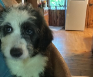 Medium Australian Shepherd-Old English Sheepdog Mix
