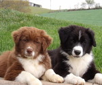 Small #1 Australian Shepherd