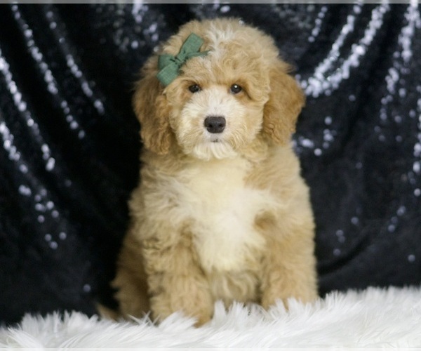Medium Photo #1 Goldendoodle (Miniature) Puppy For Sale in WARSAW, IN, USA