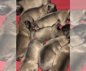 Pug Puppy for sale in FAIRCHILDS, TX, USA