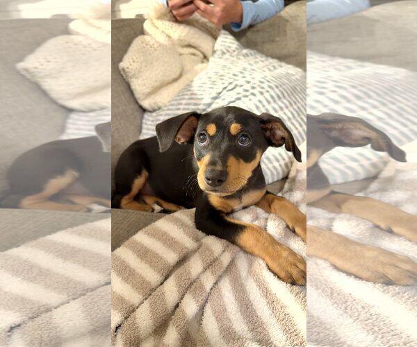 Medium Photo #3 Lab-Rat Terrier Puppy For Sale in Mobile, AL, USA