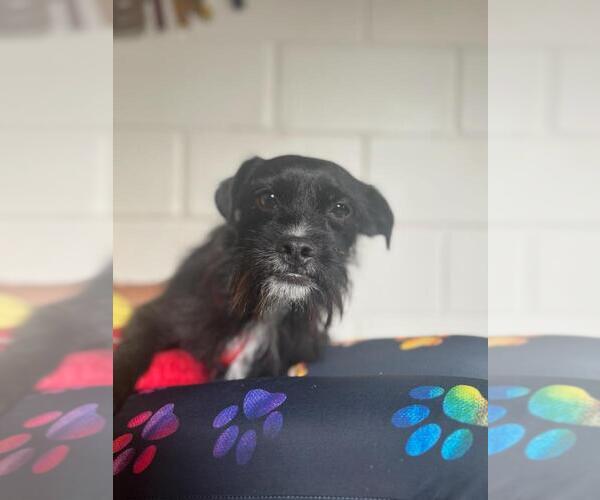 Medium Photo #4 Mutt Puppy For Sale in San Leon, TX, USA