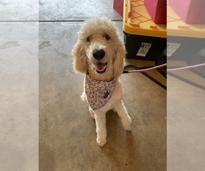 Poodle (Standard) Puppy for sale in EXETER, CA, USA