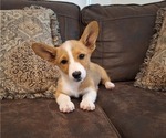 Small Photo #62 Pembroke Welsh Corgi Puppy For Sale in SHILOH, OH, USA