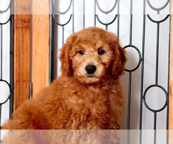 Medium Photo #2 Goldendoodle Puppy For Sale in NAPLES, FL, USA