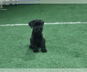 Schnauzer (Standard) Puppy for sale in MITCHELL, IN, USA