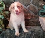 Small Photo #5 Australian Shepherd Puppy For Sale in WESTFIELD, MA, USA