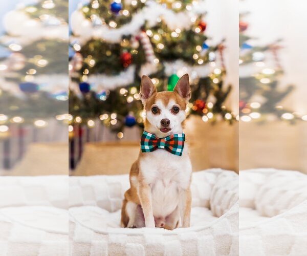 Medium Photo #4 Chihuahua Puppy For Sale in  Ramona, CA, USA