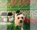 Small Photo #4 Maltipoo Puppy For Sale in CONCORD, CA, USA